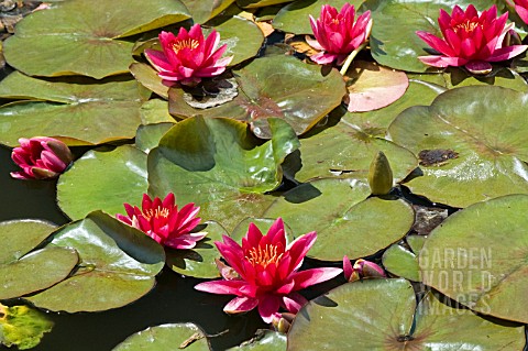 NYMPHAEA__ESCARBOUCLE__WATER_LILY__MID_SUMMER__BURNBY_HALL_GARDENS__POCKLINGTON__EAST_YORKSHIRE