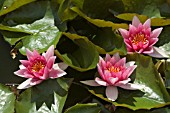 NYMPHAEA,  RENE GERARD,  WATER LILY,  MID SUMMER,  BURNBY HALL GARDENS,  POCKLINGTON,  EAST YORKSHIRE