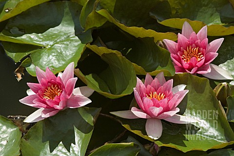 NYMPHAEA__RENE_GERARD__WATER_LILY__MID_SUMMER__BURNBY_HALL_GARDENS__POCKLINGTON__EAST_YORKSHIRE