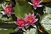 NYMPHAEA,  RENE GERARD,  WATER LILY,  MID SUMMER,  BURNBY HALL GARDENS,  POCKLINGTON,  EAST YORKSHIRE