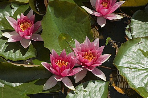 NYMPHAEA__RENE_GERARD__WATER_LILY__MID_SUMMER__BURNBY_HALL_GARDENS__POCKLINGTON__EAST_YORKSHIRE