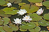 NYMPHAEA,  NUPHAR ADVENA,  WATER LILY,  MID SUMMER,  BURNBY HALL GARDENS,  POCKLINGTON,  EAST YORKSHIRE