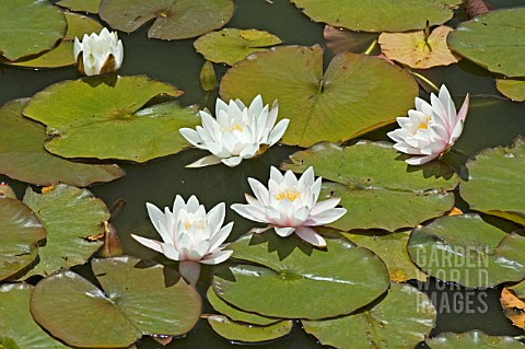 NYMPHAEA__NUPHAR_ADVENA__WATER_LILY__MID_SUMMER__BURNBY_HALL_GARDENS__POCKLINGTON__EAST_YORKSHIRE