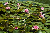 NYMPHAEA,  RENE GERARD,  WATER LILY,  MID SUMMER,  BURNBY HALL GARDENS,  POCKLINGTON,  EAST YORKSHIRE.