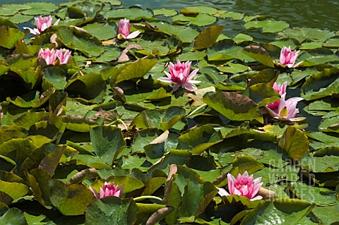 NYMPHAEA__RENE_GERARD__WATER_LILY__MID_SUMMER__BURNBY_HALL_GARDENS__POCKLINGTON__EAST_YORKSHIRE