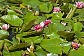 NYMPHAEA,  ATTRACTION,  WATER LILY,  MID SUMMER,  BURNBY HALL GARDENS,  POCKLINGTON,  EAST YORKSHIRE