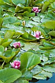 NYMPHAEA,  ATTRACTION,  WATER LILY,  MID SUMMER,  BURNBY HALL GARDENS,  POCKLINGTON,  EAST YORKSHIRE