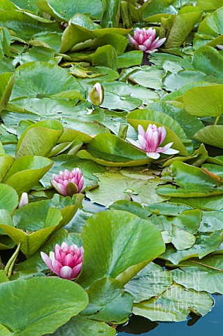 NYMPHAEA__ATTRACTION__WATER_LILY__MID_SUMMER__BURNBY_HALL_GARDENS__POCKLINGTON__EAST_YORKSHIRE