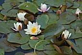 NYMPHAEA,  MARLIACEA ROSEA,  WATER LILY,  MID SUMMER,  BURNBY HALL GARDENS,  POCKLINGTON,  EAST YORKSHIRE