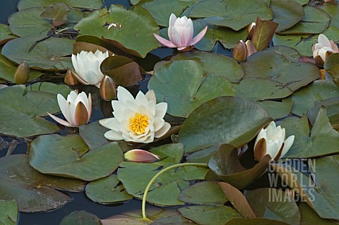 NYMPHAEA__MARLIACEA_ROSEA__WATER_LILY__MID_SUMMER__BURNBY_HALL_GARDENS__POCKLINGTON__EAST_YORKSHIRE