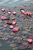 NYMPHAEA,  JAMES BRYDON,  WATER LILY,  MID SUMMER,  BURNBY HALL GARDENS,  POCKLINGTON,  EAST YORKSHIRE