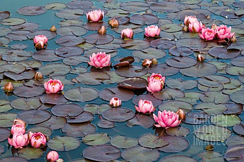 NYMPHAEA__JAMES_BRYDON__WATER_LILY__MID_SUMMER__BURNBY_HALL_GARDENS__POCKLINGTON__EAST_YORKSHIRE