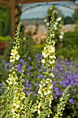 VERBASCUM GAINSBOROUGH,  VICTORIAN GARDEN,  BURNBY HALL,  POCKLINGTON,  EAST YORKSHIRE