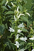 CAMPANULA LACTIFOLIA ALBA