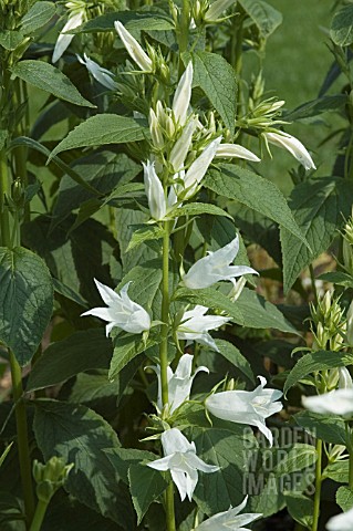 CAMPANULA_LACTIFOLIA_ALBA