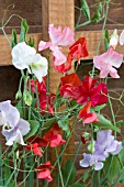 LATHYRUS ODORATUS,  SWEET PEA,  ON GARDEN FENCE