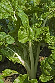 SWISS CHARD, FORDHOOK GIANT