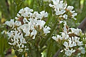 LIMONIUM SINUATUM,  ICEBERG,  SEA LAVENDER