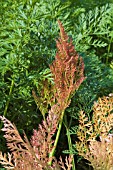 RED LEAVES SHOWING CARROT FLY ATTACK,  CARROT,  AUTUMN KING