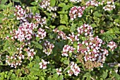 ORIGANUM VULGARE,  POT MARJORAM