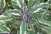 SALVIA TRICOLOR,  SAGE