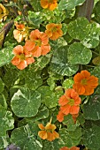 TROPAEOLUM,  ALASKA SERIES,  NASTURTIUM