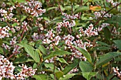 PERSICARIA CAMPANULATUM,  LESSER KNOTWEED