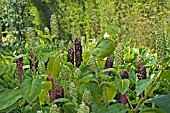 PHYTOLACCA AMERICANA,  JUNGLE GARDEN,  BURTON AGNES HALL,  EAST YORKS