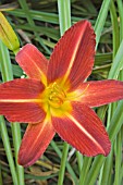 HEMEROCALLIS,  STAFFORD DAY LILY