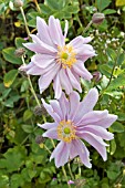 ANEMONE JAPONICA,  MONTROSE