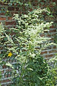 ARTEMISIA LACTIFLORA,  WHITE MUGWORT