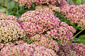 SEDUM, INDIAN CHIEF