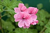 PELARGONIUM CLORINDA