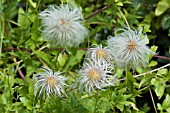 CLEMATIS TANGUTICA SEEDHEAD