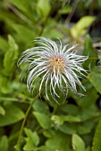 CLEMATIS TANGUTICA,  SEEDHEAD