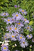 ASTER AMELLUS,  SONIA