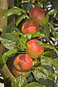 APPLE,  BEAUMANNS REINETTE