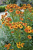 HELENIUM,  MOERHEIM BEAUTY