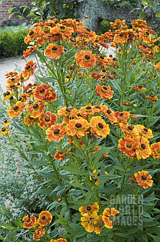 HELENIUM__MOERHEIM_BEAUTY