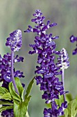 SALVIA SYLVESTRIS BLUE QUEEN