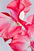 CLOSE UP OF FLOWER,  LATHYRUS ODORATUS