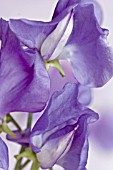 CLOSE  UP OF FLOWER,   LATHYRUS ODORATA