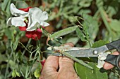 REMOVING SEED PODS TO ENCOURAGE FLOWERING,  SWEET PEA,  LATHYRUS ODORATA