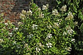 HYDRANGEA PANICULATA UNIQUE SCAMPSTON WALLED GARDEN
