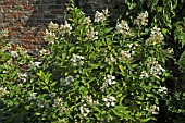 HYDRANGEA PANICULATA UNIQUE SCAMPSTON WALLED GARDEN