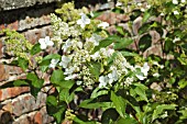 HYDRANGEA PANICULATA KYUSHU