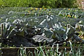 CABBAGES PROTECTED BY NETTING SCAMPSTON WALLED GARDEN