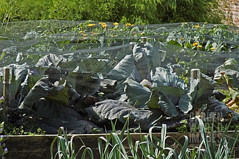 CABBAGES_PROTECTED_BY_NETTING_SCAMPSTON_WALLED_GARDEN