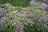 HYDRANGEA ASPERA MAUVETTE SCAMPSTON WALLED GARDEN