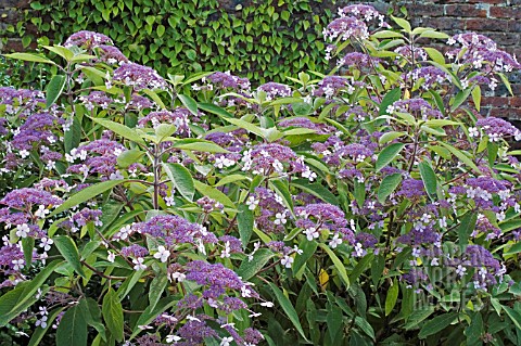 HYDRANGEA_ASPERA_MAUVETTE_SCAMPSTON_WALLED_GARDEN